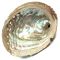 Abalone Shell