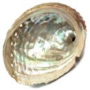 Abalone Shell