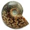 Ammonite
