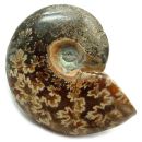 Ammonite
