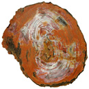 Petrified Wood